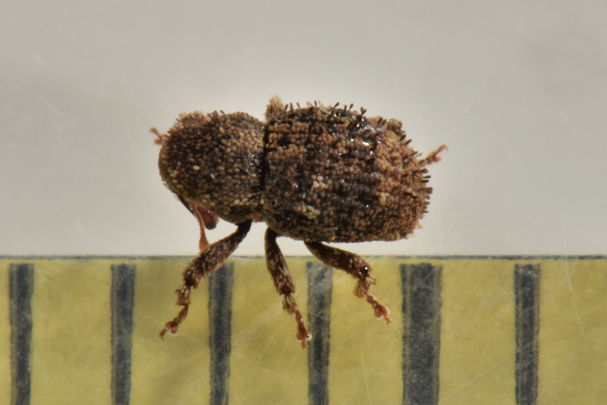 Curculionidae: Acalles sp?  Sì, Acalles temperei!